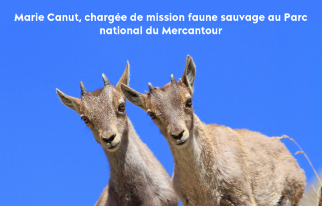 📢 Conférence : Le Bouquetin des Alpes, le grand retour ! 🏔️🦌