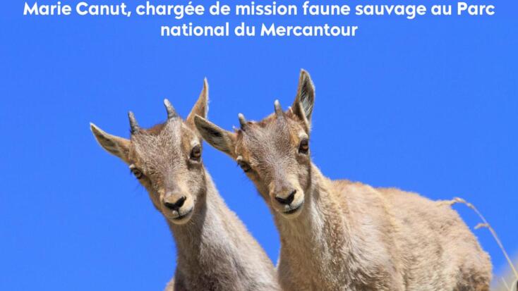Conférence - "Le Bouquetin des Alpes, le grand retour !"