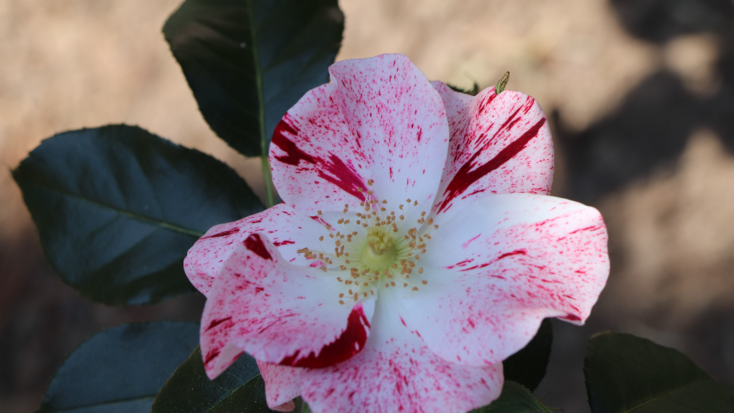 Vente des rosiers du 8ᵉ Concours de Roses Nouvelles de Monaco