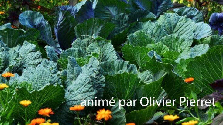 Conferenza - "La permacultura: come applicarla al nostro giardino o balcone"