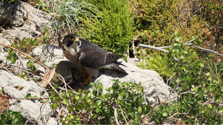Matinée de découverte de la  biodiversité