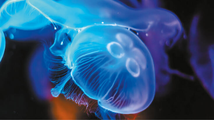 Musée Océanographique