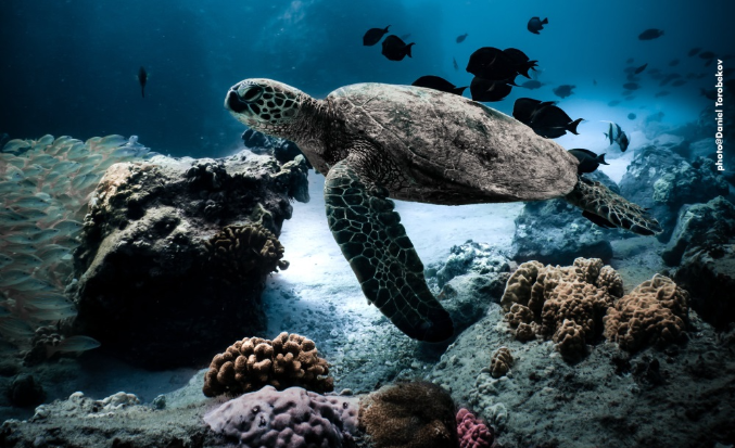 "Biodiversité marine et santé humaine" présenté par le professeur Denis Allemand, Directeur scientifique du CSM