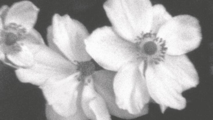 "Plein air" : projection/rencontre avec Helga Fanderl