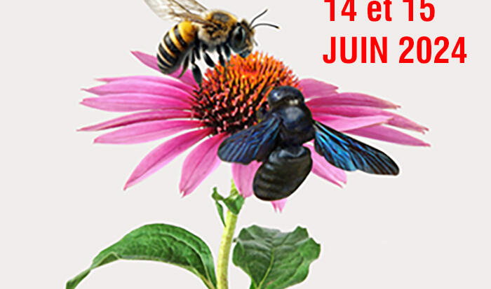 Animation - "APIdays"